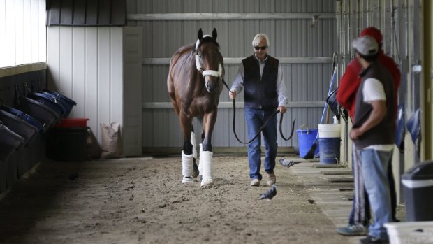 Shot at history: Kentucky Derby and Preakness Stakes winner American Pharoah is led around the stable by trainer Bob Baffert after arriving at Belmont Park.