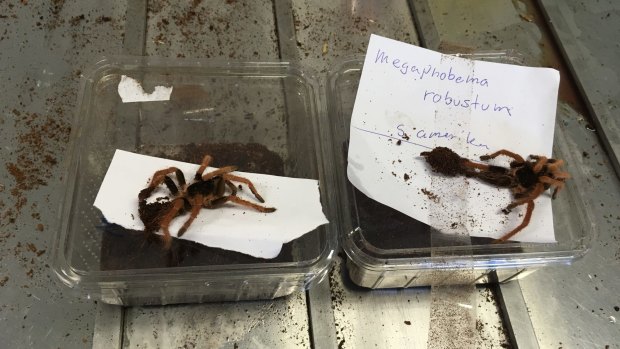 Snakes and spiders uncovered in Melbourne on March 14