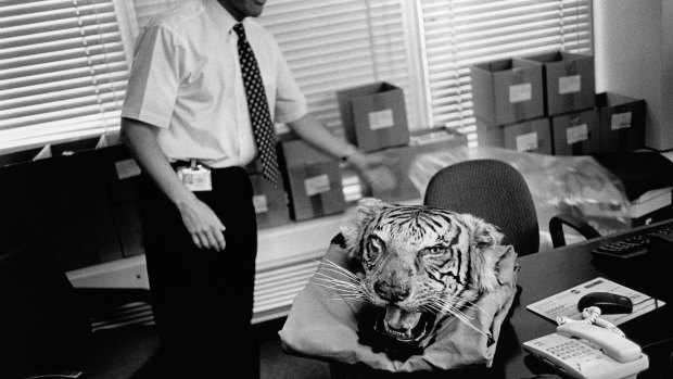 A Scotland Yard police officer displays a tiger's head seized during a raid in London. England, 2003. 