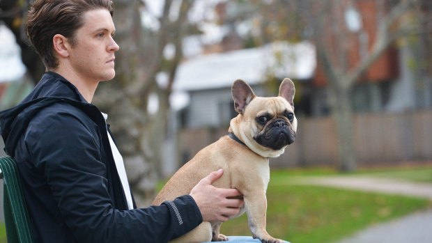 Star quality: Taylor Duryea has the ideas but his French bulldog Duke is catching the attention, appearing in a television commercial.
