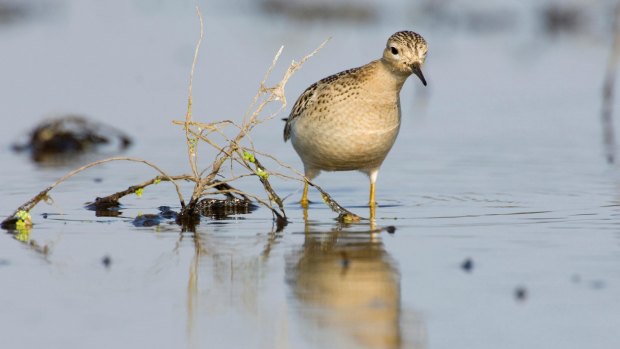 The sex life of the buff-breasted sandpiper is livelier than at first blush. 