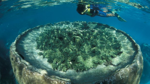 Blue Lagoon, Ningaloo Reef.