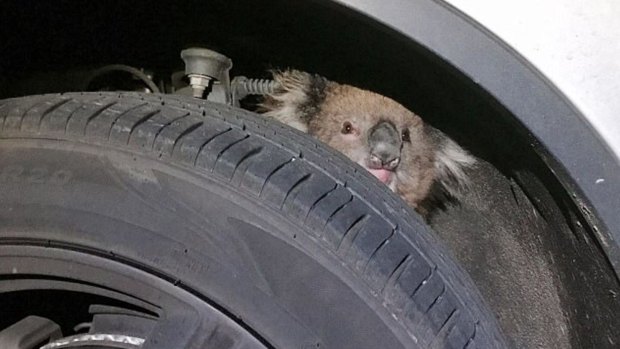 Kelly the koala was trapped behind a tyre as the truck made a 15km trip through Adelaide Hills. 