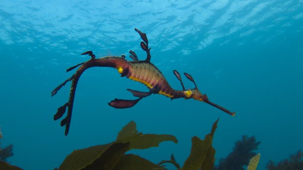 <i>Seadragon's Lair</i> will transform the State Library of Victoria's domed Reading Room into a 360-degree underwater world.