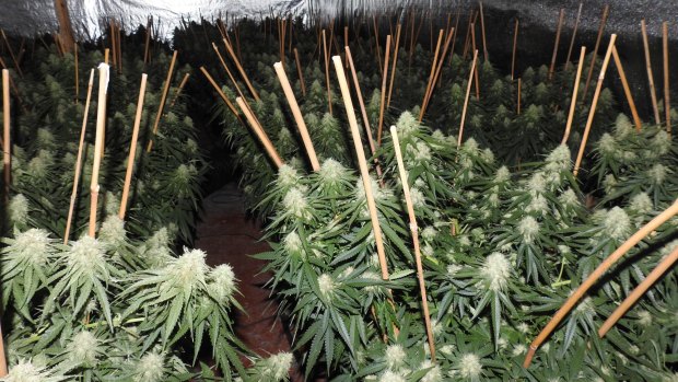 Police say the best syndicates have perfected their hydroponic systems.