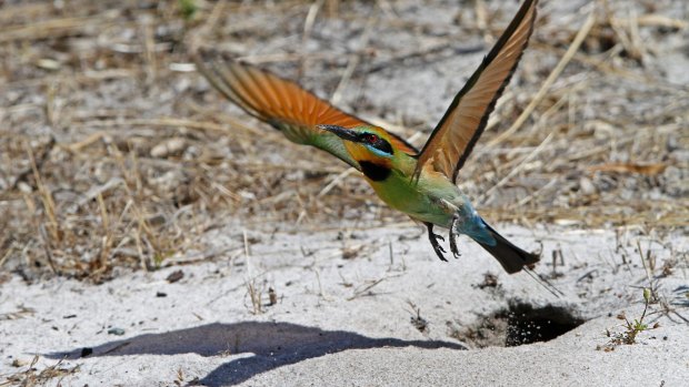 A rainbow bee-eater leaves its burrow. 