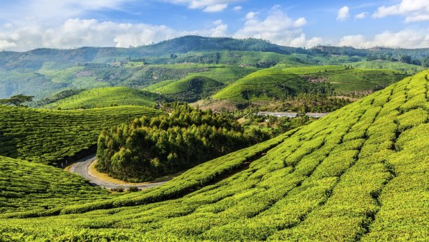 Welcome to the jungle: Green tea plantations
in Munnar, Kerala, India.