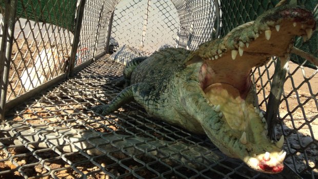 Payday, the Kimberley crocodile that was captured.