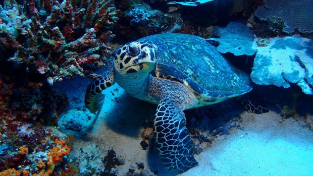 A sea turtle in Komodo Island. 