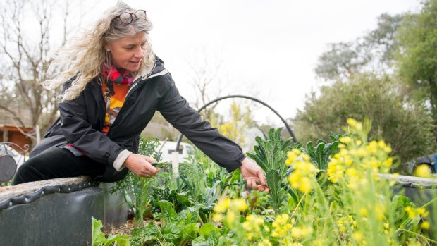 Dr Christiane Keller, in her garden picking Kale.