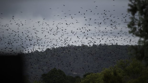 Grey-headed flying foxes flood the skies above Canberra on Australia Day 2015
