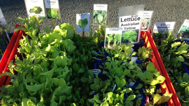 Lettuce seedlings on the Kerrs' stall at Jamison Rotary Markets.