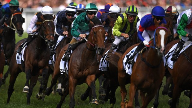 Ironhorse: Humidor will be the first horse in nine years to run in Melbourne's three big spring carnival races in the one year.