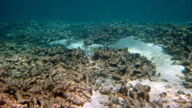 Horseshoe reef after a crown-of-thorns invasion.