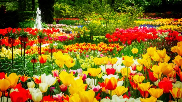 White, red, yellow tulips.