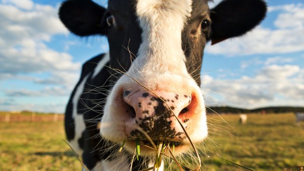 Grass-fed is good, but how do organic and conventional compare?