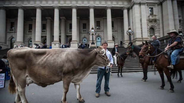 A dairy cow featured in the farmer rally outside State Parliament this week.