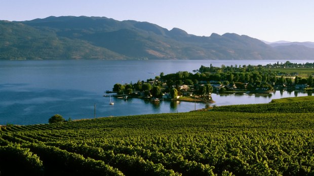 Okanagan Lake vineyard, Kelowna.