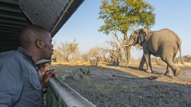 Linyanti, Botswana: Elephants feast in close range to safari's luxury tents