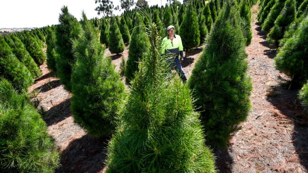 Frank Porto on his Xmas tree farm in Belgrave South, which is within the giant pine scale contaminated area.