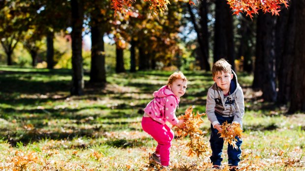Two-year old Charlotte Edwards and her brother Lachlan, 5, of Duffy, play amongst autumn leaves on Dunrossil Drive.