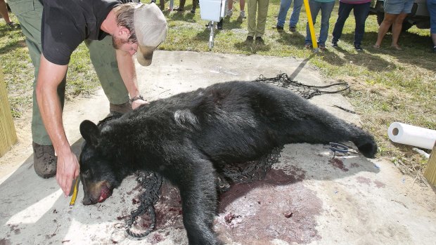 Florida Fish and Wildlife Conservation Commission biologist Wade Brenner takes measurements of a black bear  in Marion County, Florida, on Saturday.