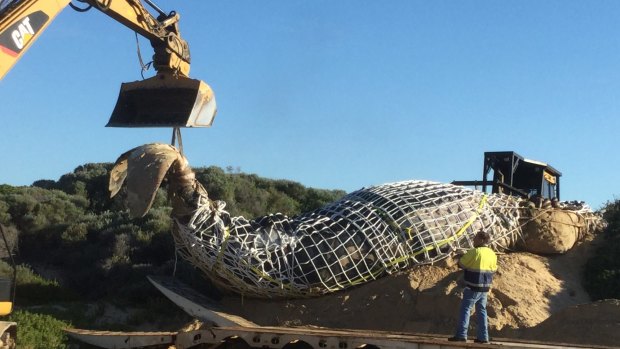 A humpback whale that washed up on Honeycombs Beach has been removed.