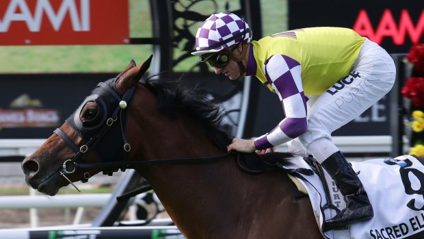 Big win: Zac Purton rides Sacred Elixir to victory in the JJ Atkins at Eagle Farm.