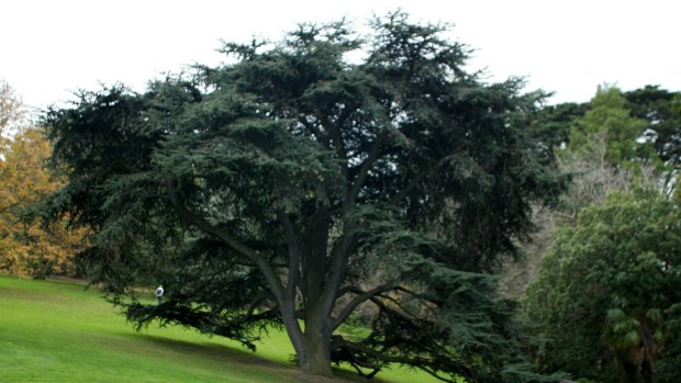 One of Melbourne's most valuable trees, the Cedar of Lebanon, in the Royal Botanic Gardens. Will it still be there in 2090?