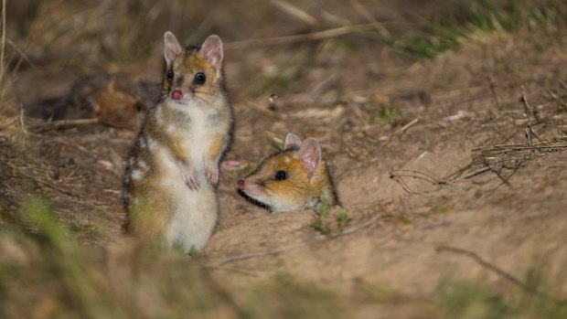 Two of the six sibling Eastern Quolls photographed at the Mulligans Flat Woodland Sanctuary in Canberra.