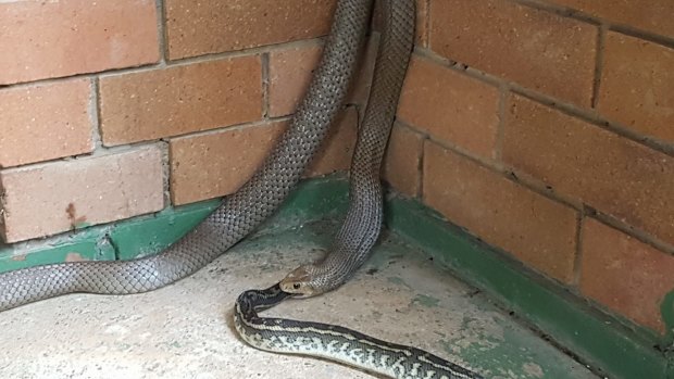 An eastern brown snake was spotted eating a scrub python in Goodna.