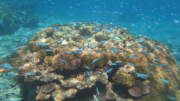 Environmentalists and some scientists say dredge spoil will harm the Great Barrier Reef.