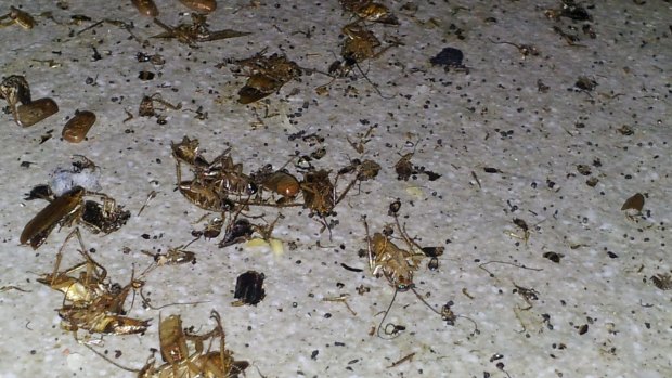 Live and dead cockroaches on the floor of a Canberra eatery. The image was among several that health officials showed in court during a recent prosecution.