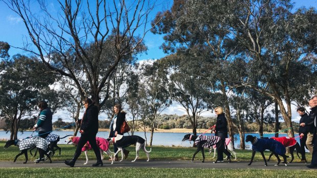 Greyhound owners and foster carers at Lake Ginninderra.