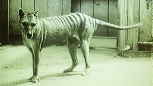 One of the last thylacines kept at Hobart’s Beaumaris Zoo in the 1930s.