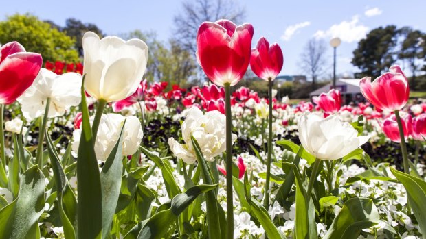 Floriade is one of the most popular attractions for Canberra visitors.