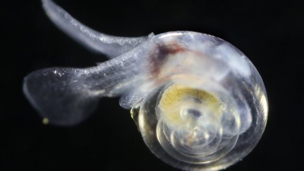 A healthy pteropod - fewer of these likely if emissions trends continue.