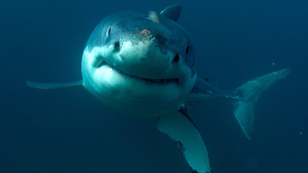 The suspected great white shark was estimated to be up to four metres long.