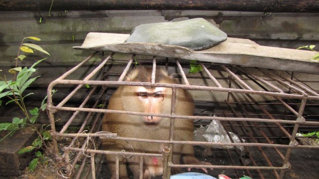 A Pig-tailed macaque caged in a local restaurant.
