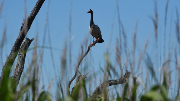 Birds in the Macquarie marshes.