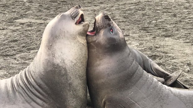 Baby elephant seals at play.