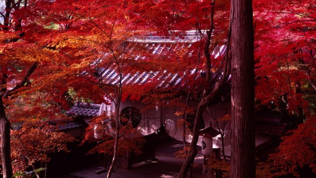Maple leaves cloak the Komyo ji temple.