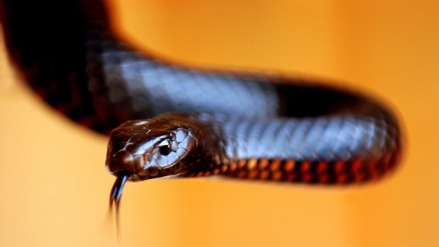 A female red belly black snake: repellent or fascinating?
