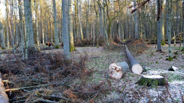 With ClientEarth's groundwork, the EU has instructed Poland to stop logging Europe's last primeval forest, the Bialowieza Forest. 