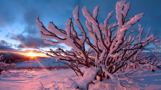 Sunset paints the snow pink at Falls Creek.