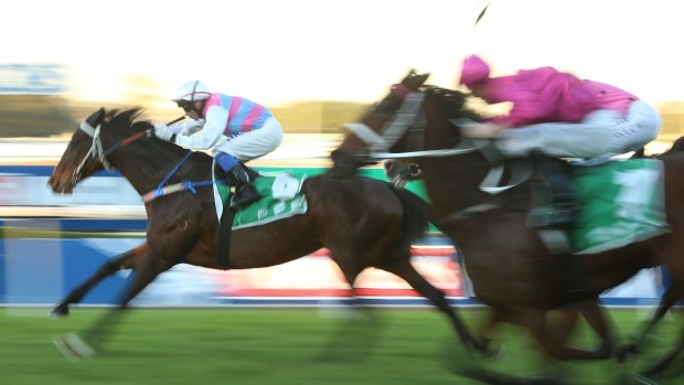 Fighter: With Paul King on board, Two Blue won impressively at Rosehill on Saturday.