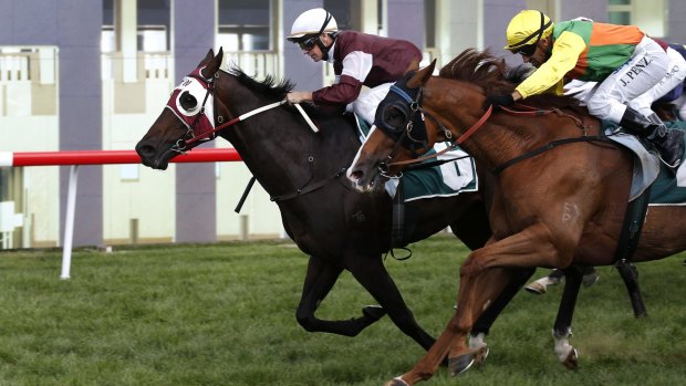 Winning pedigree: Ruling Queen's half-brother Court Connection won the Canberra Cup. 