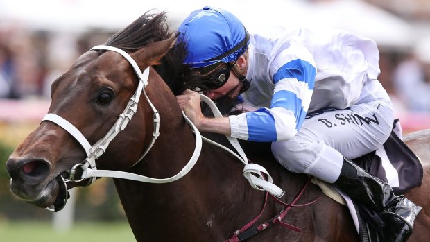 Spring in his step: Doncaster winner Kermadec may chase the $1 million prize money in the Epsom Handicap.