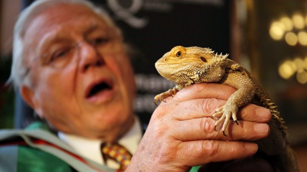 David Attenborough holding a bearded dragon.