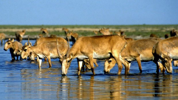Saiga antelopes drink from a lake outside Almaty in this undated file picture. The sudden deaths of tens of thousands in Kazakhstan over the past two weeks has left scientists scrambling for answers.